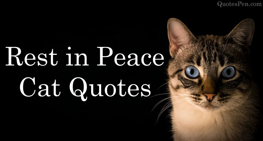 rest-in-peace-cat-quotes