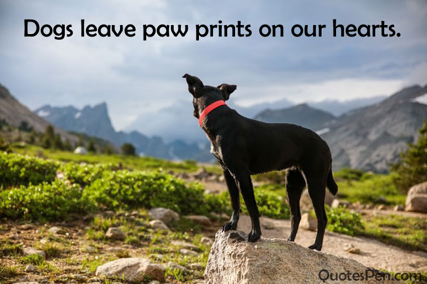rip-quotes-for-pet-dog