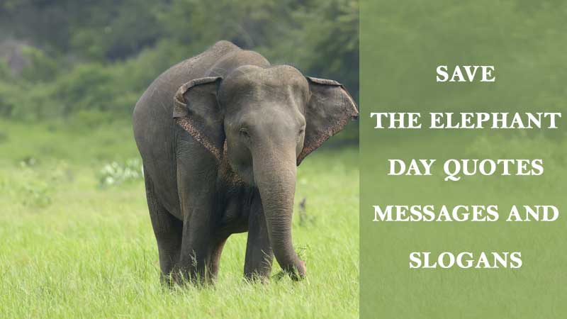 Save the Elephant Day Quotes