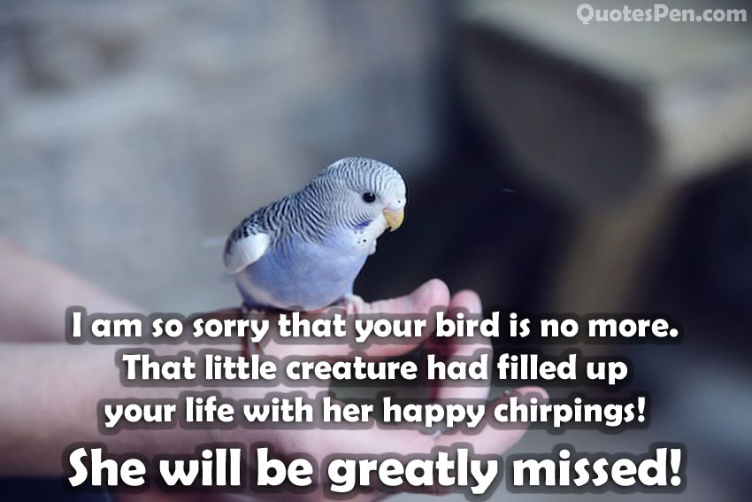 condolence-messages-for-loss-of-a-bird