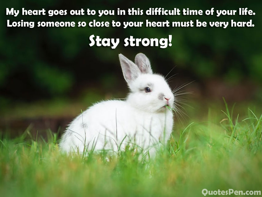 condolence-quotes-for-loss-of-a-rabbit
