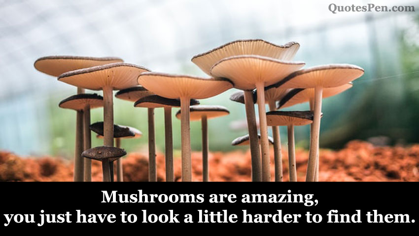 mushroom-quotes-for-Instagram