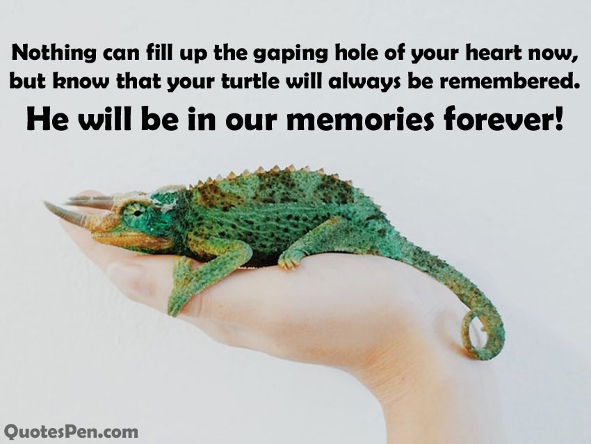 sympathy-messages-for-loss-of-a-reptile